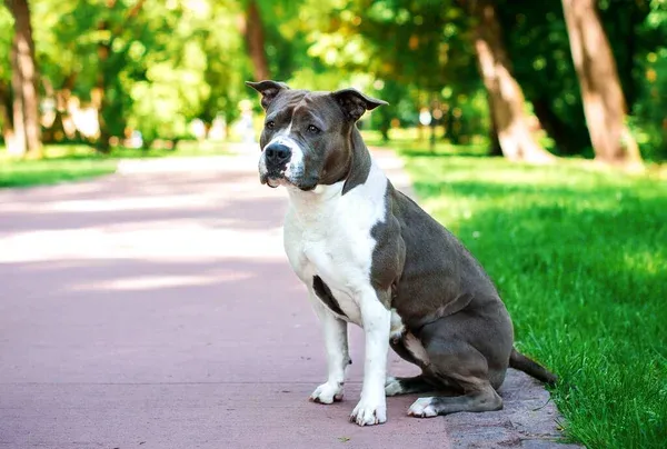 Gray and white American Staffordshire Terrier sits on a path in a park with trees