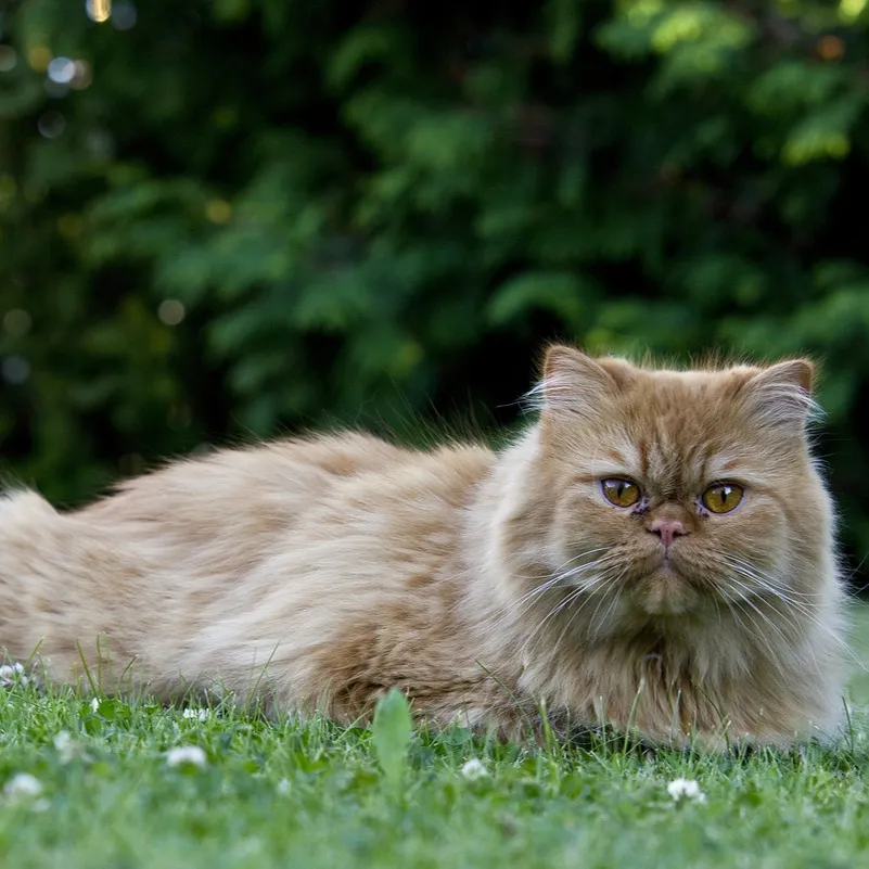 light brown Persian cat with amber eyes lying down in green grass with blurred foliage behind