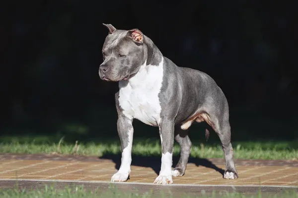 Gray and white American Staffordshire Terrier stands on a wooden platform against a dark background