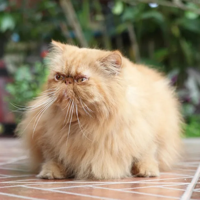 light orange Persian cat with a flat face and long white whiskers sitting on a tiled surface