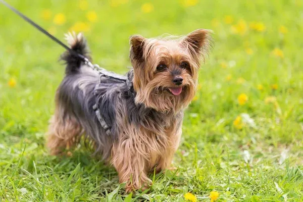 Yorkshire Terrier