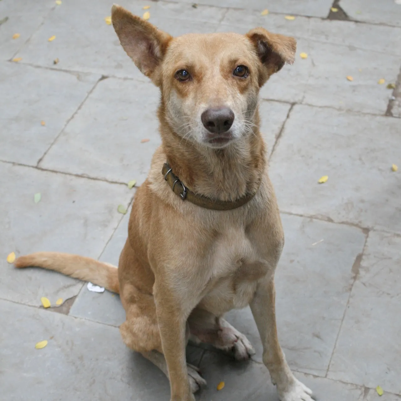 Tan Indian Pariah Dog with erect ears and brown collar sits on gray pavement looking up