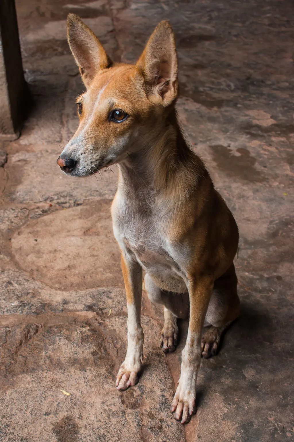 Tan and white Indian Pariah Dog with erect ears sits on a textured floor looking left
