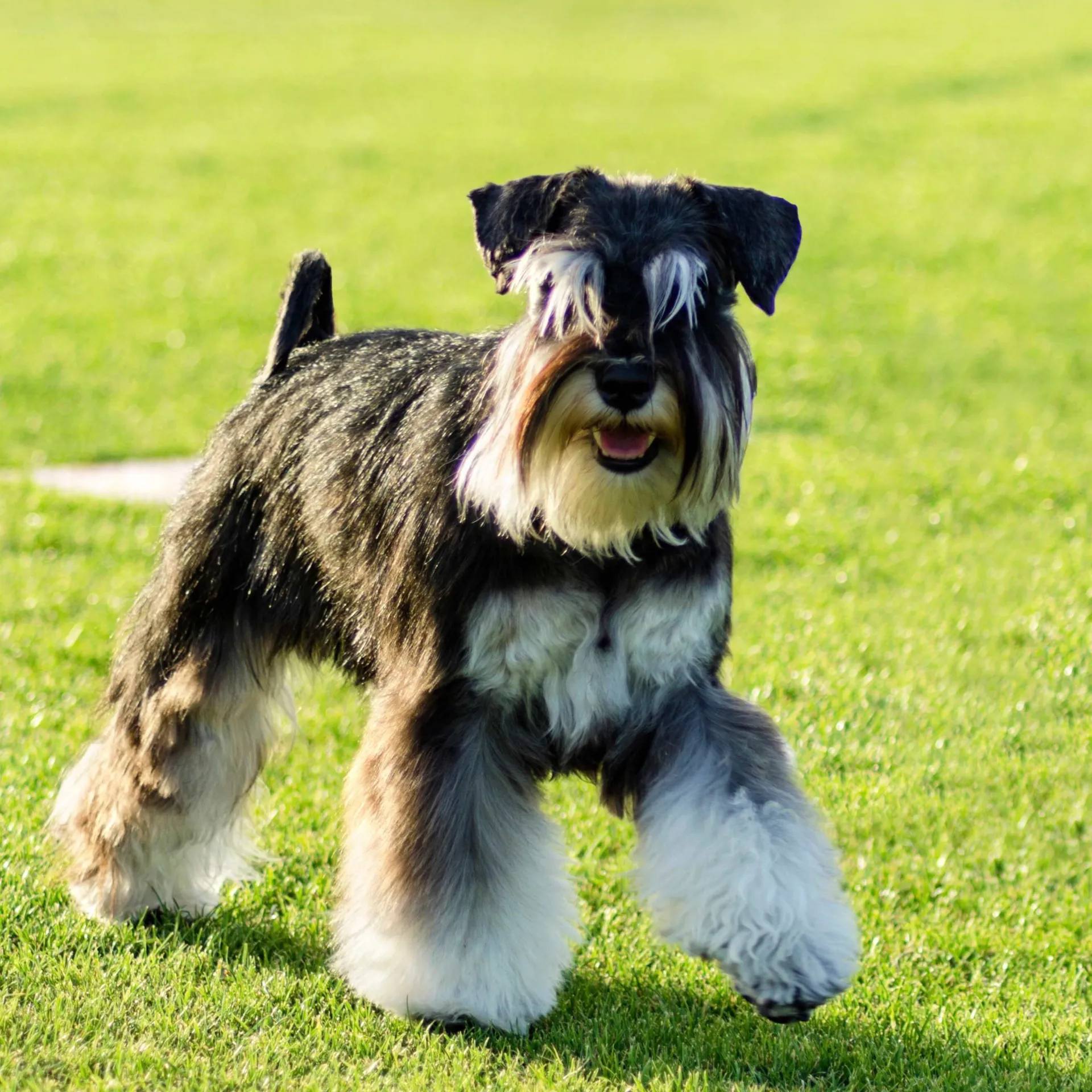 Black and gray Miniature Schnauzer with a long beard walking on green grass