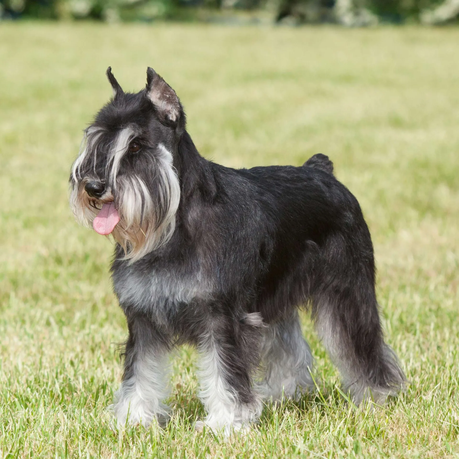 Black and gray Miniature Schnauzer with a long beard and mustache standing on grass