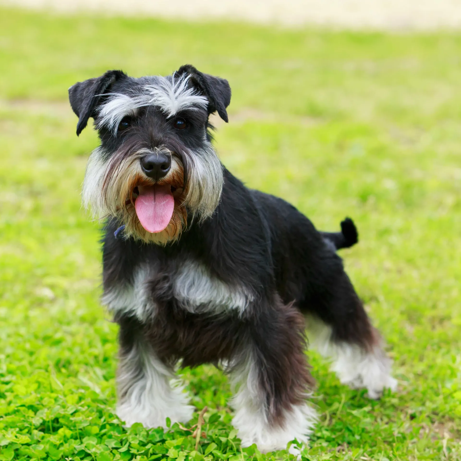 Black and gray Miniature Schnauzer with a long beard and open mouth on grass