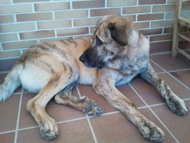 Brindle Spanish Mastiff lying on tiled floor looking over its shoulder