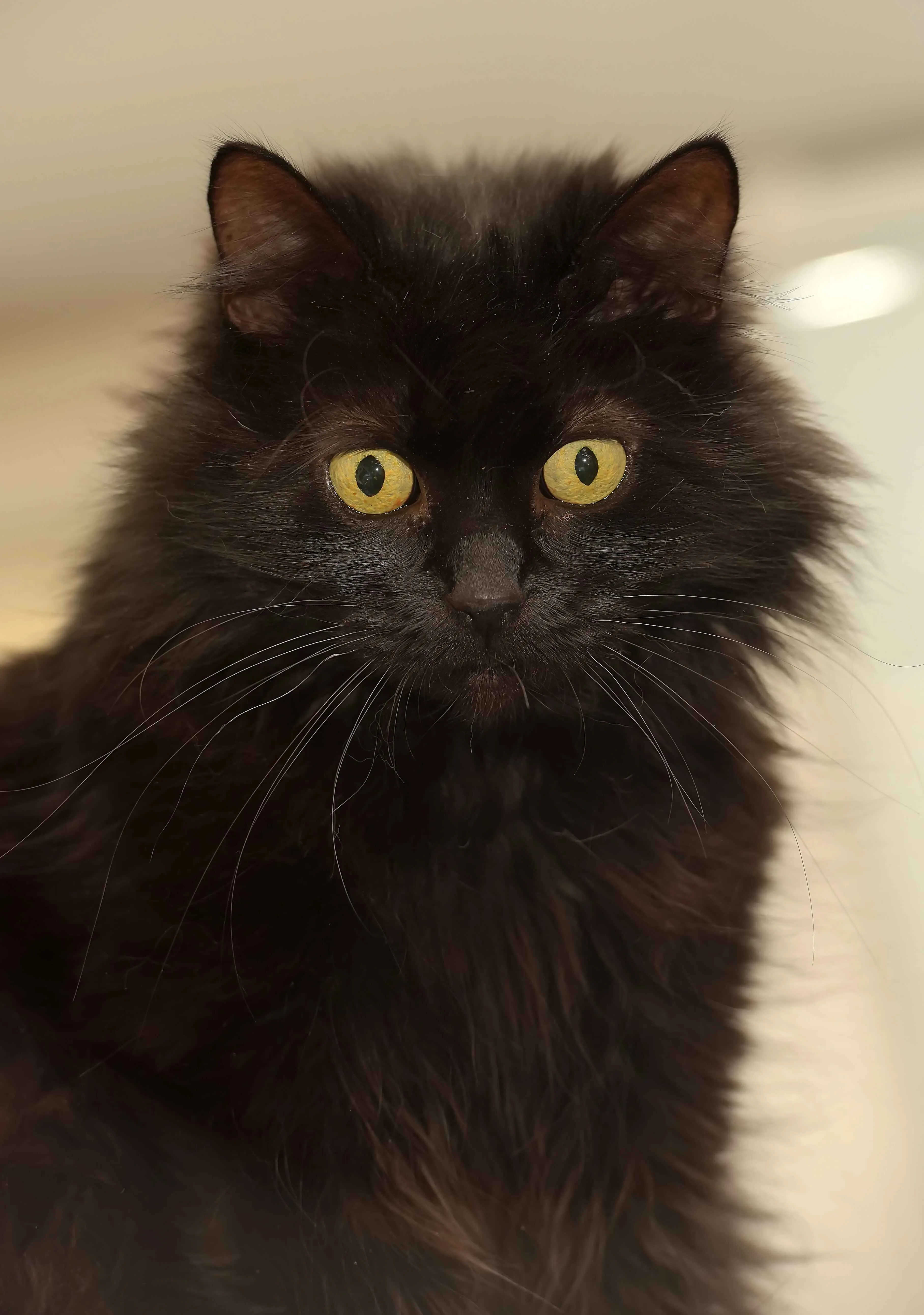 Fluffy black cat with striking yellow eyes and long white whiskers looks directly at the camera