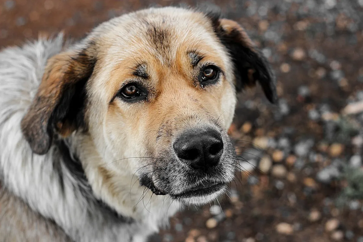 Closeup portrait of light tan spanish mastiff dog its brow furrowed