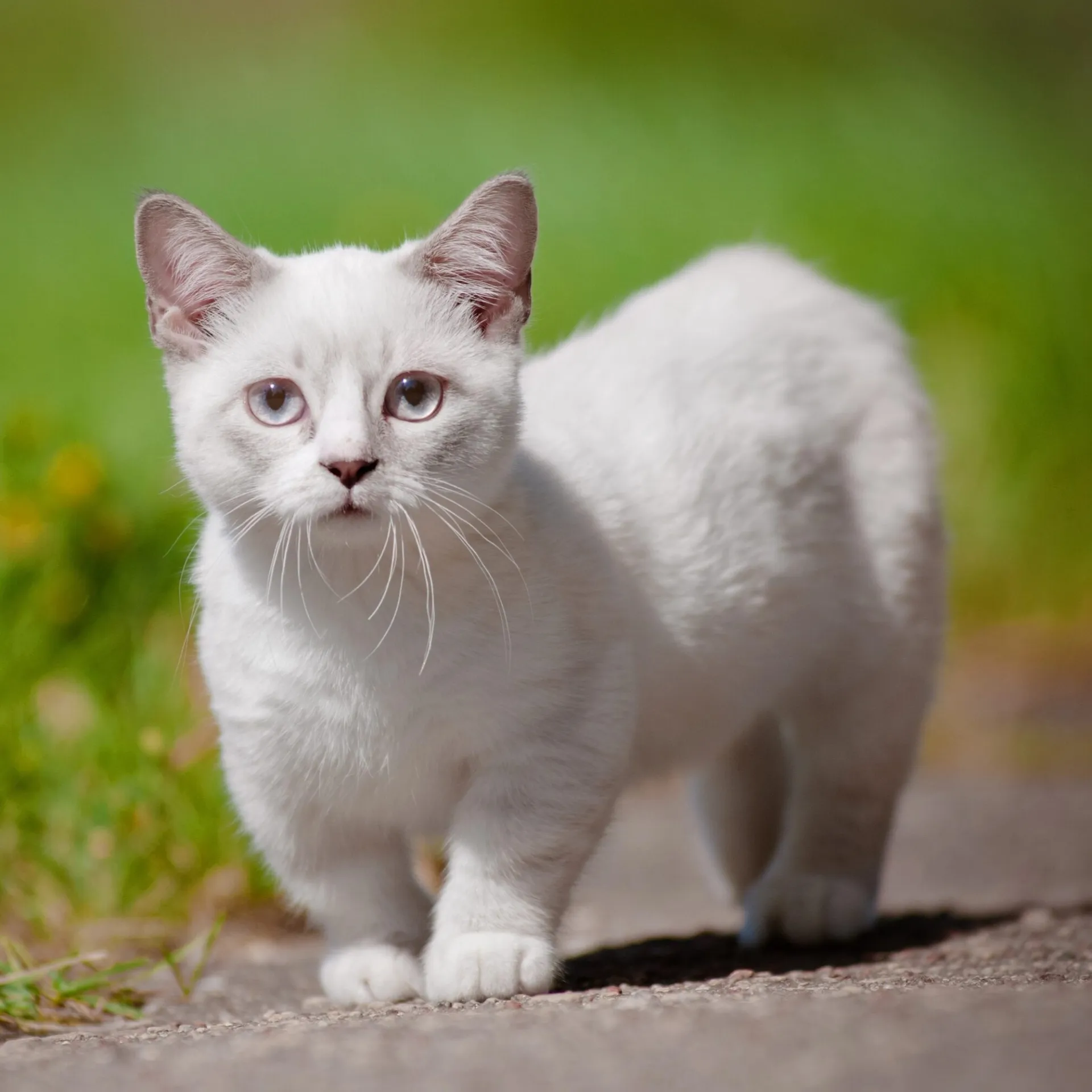 Small fluffy white Munchkin cat with short legs standing on a grey surface