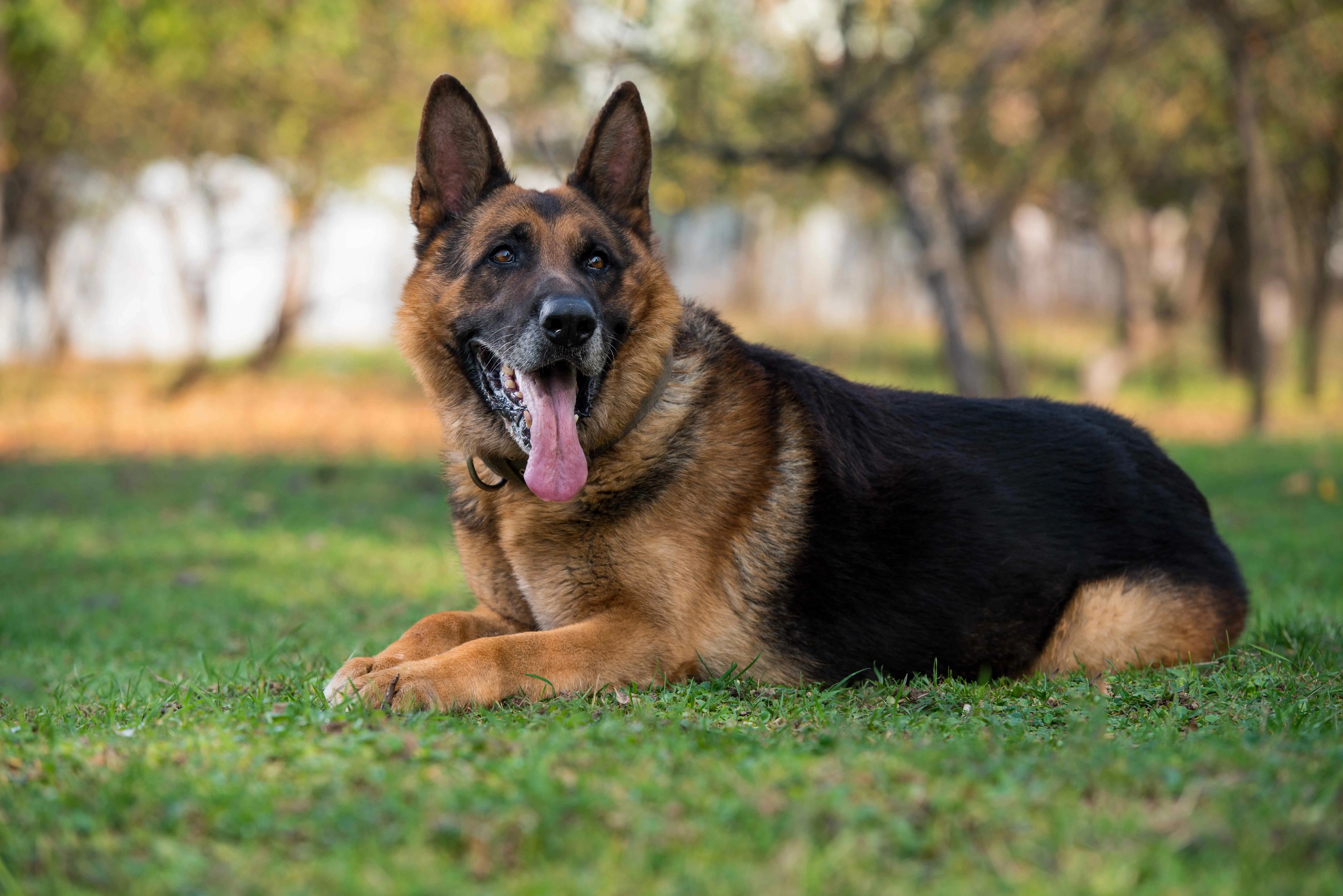 German Shepherd dog lies on green grass looking forward with its tongue out and trees behind it