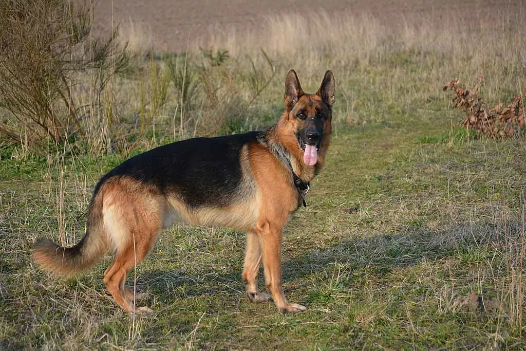 German Shepherd dog stands on dry grass looking back with its tongue out
