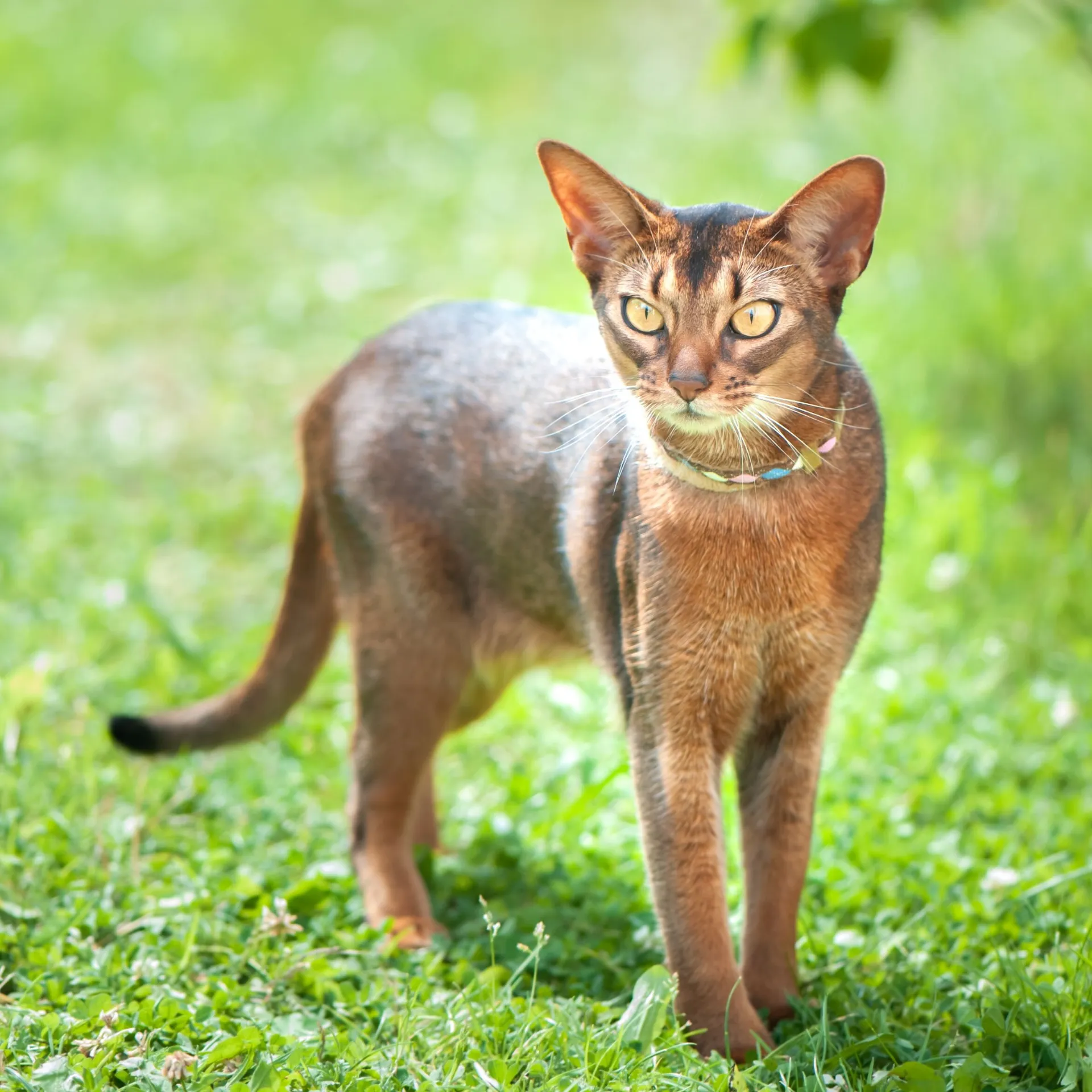 Ruddy Abyssinian cat with ticked coat large ears and yellow green eyes stands on green grass