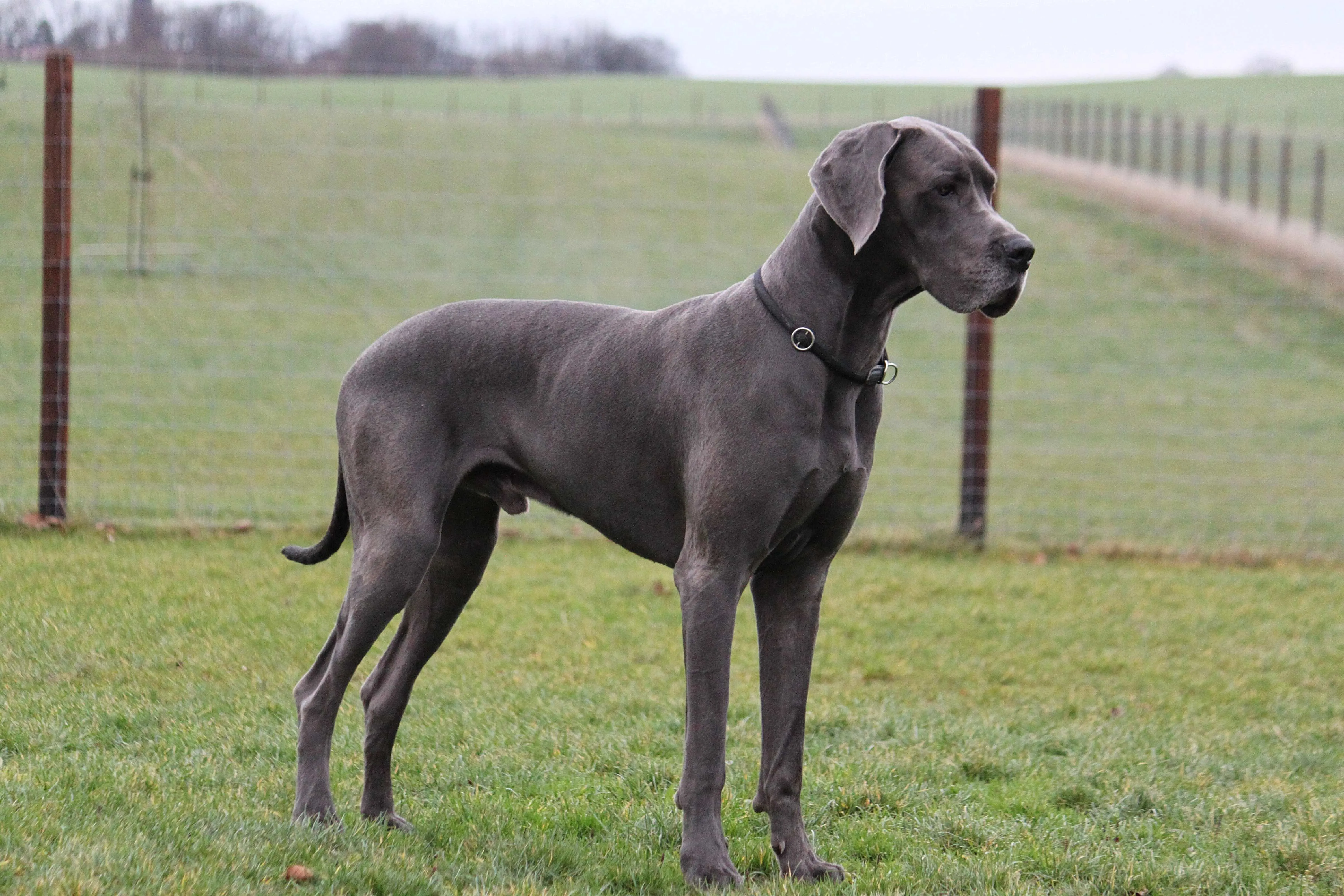 Great Dane