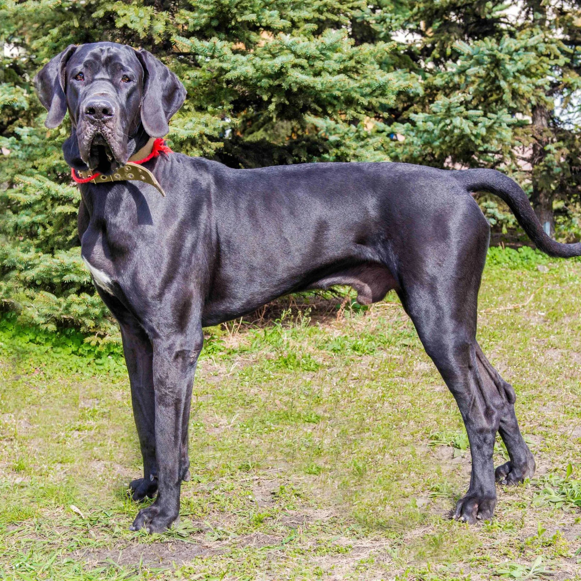 Black Great Dane dog stands on patchy grass looking forward with green bushes behind
