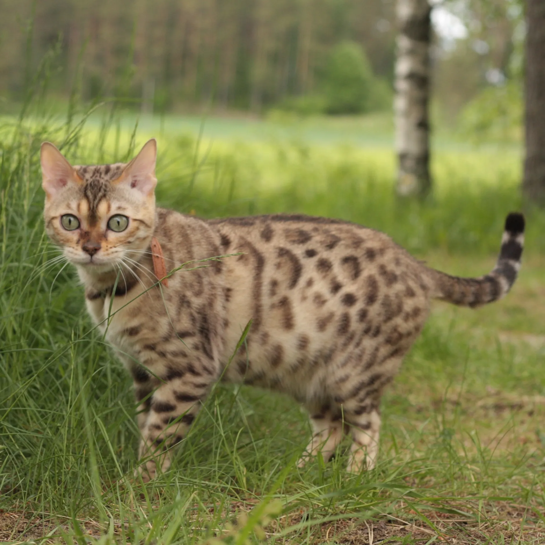 Bengal cat with a spotted coat and green eyes stands in tall green grass outdoors wearing a collar