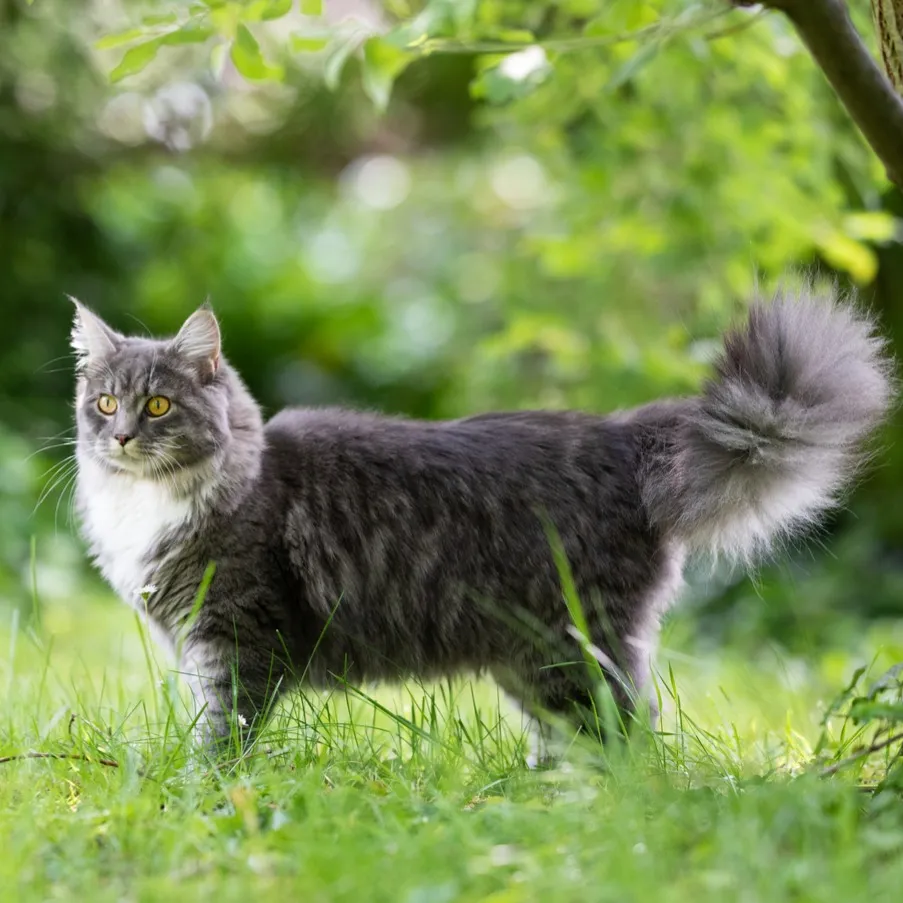 Grey and white fluffy Maine Coon cat with a large