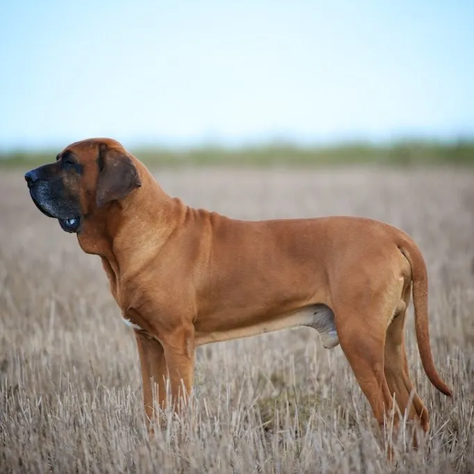 A tan Fila Brasileiro dog with a wrinkled body stands in a field of dry grass