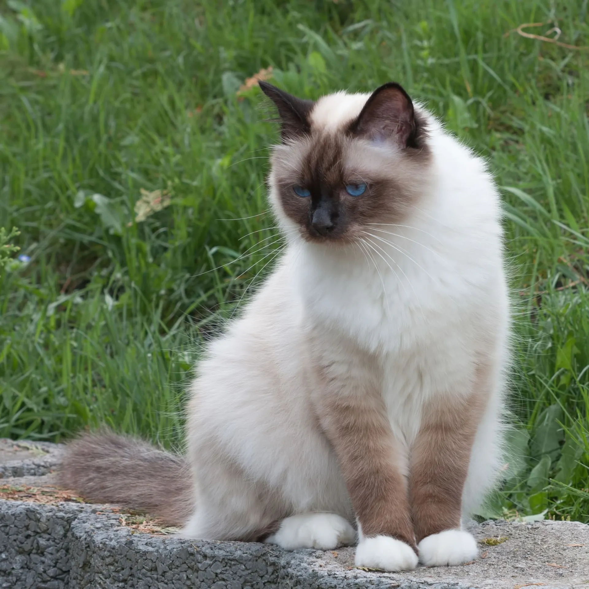 Fluffy cream with striking blue eyes and dark points sits on a textured gray surface outdoors