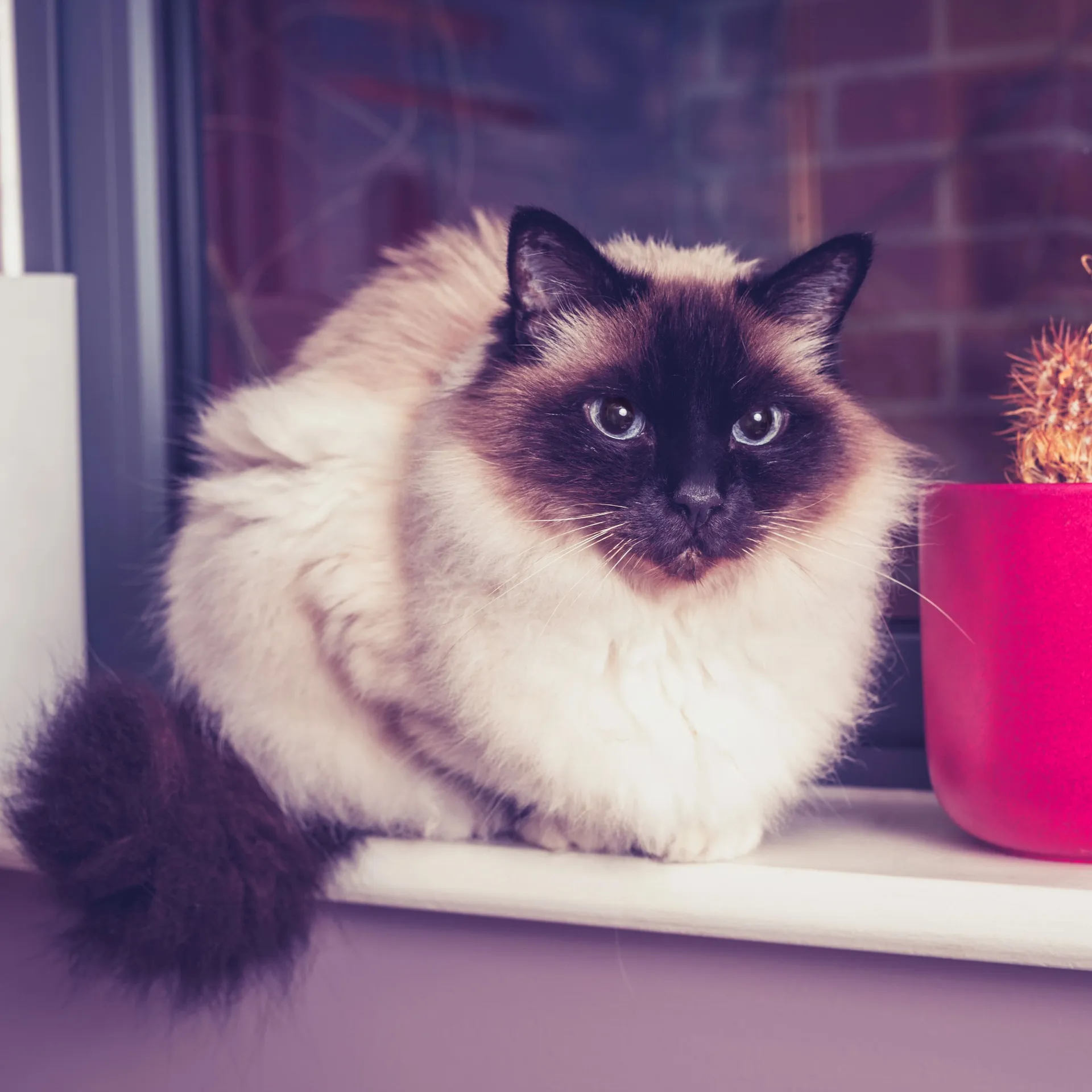 A fluffy Birman cat with dark face ears and tail sits on a windowsill next to a pink pot Birman Cat