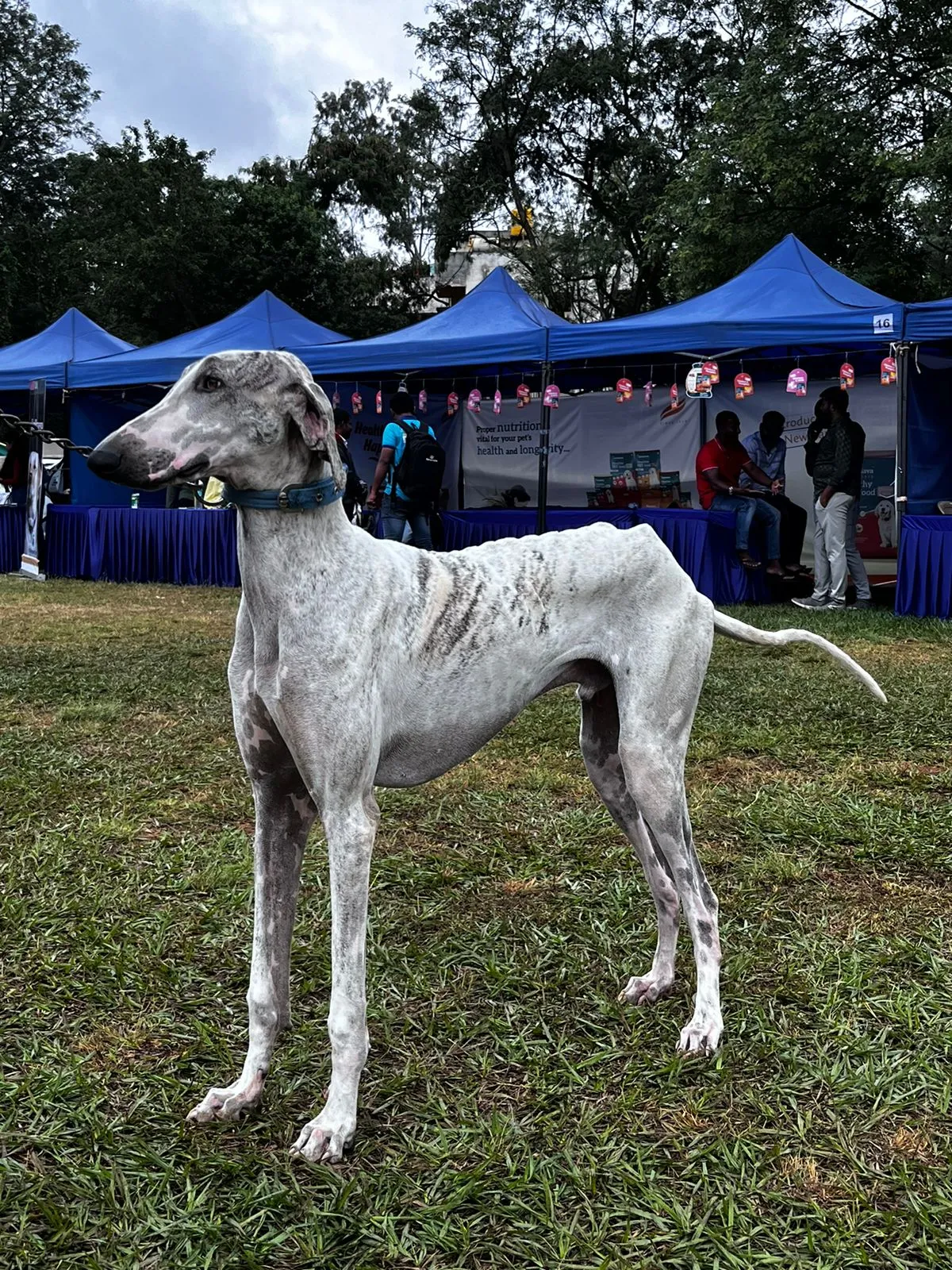 Mudhol hound