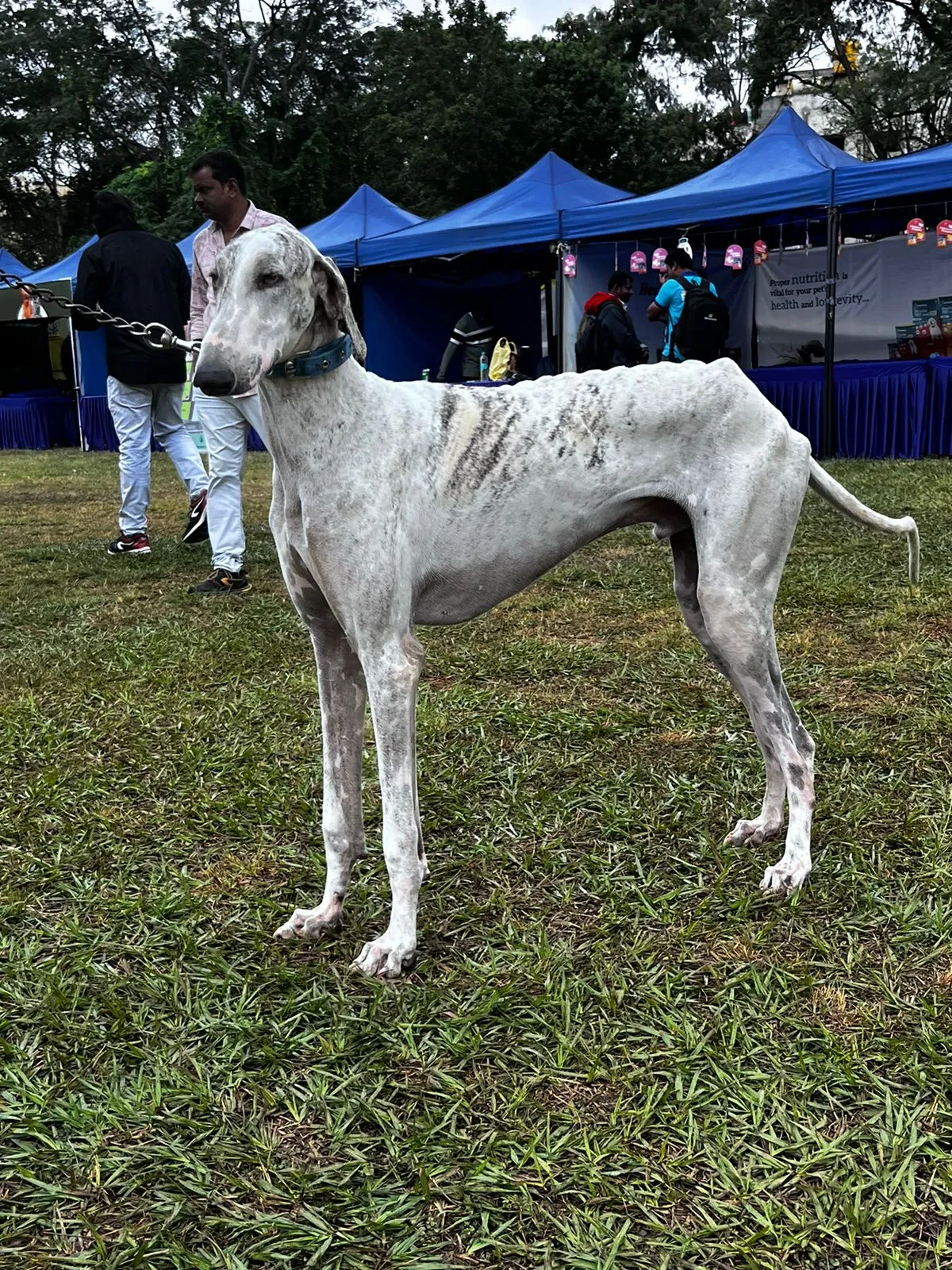 Mudhol hound