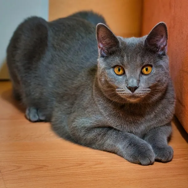 Gray Chartreux cat with bright orange eyes lies on a wooden floor