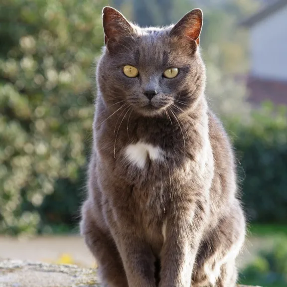 Chartreux cat with yellow eyes and a small white chest patch sits outdoors against blurred greenery
