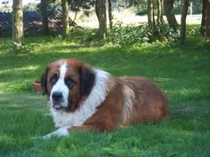 Brown and white Moscow Watchdog with a black nose lying on green grass