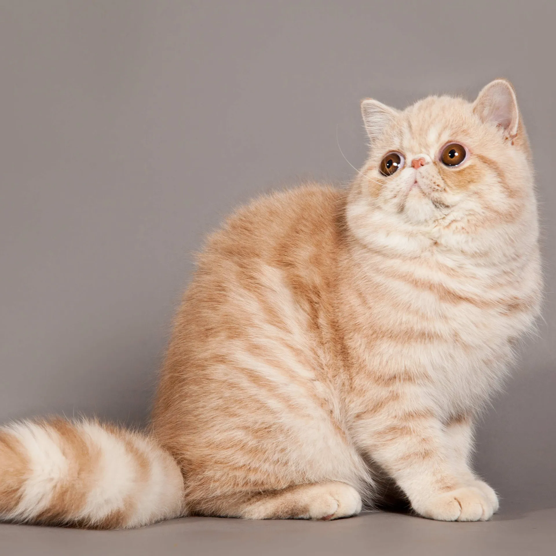 Cream and orange tabby Exotic Shorthair cat with a flat face and copper eyes