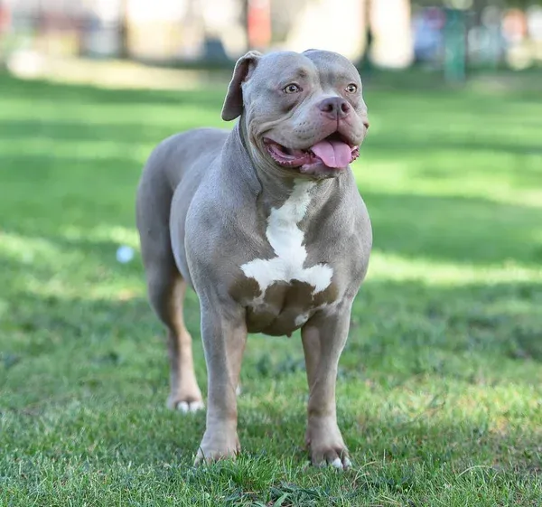 Gray American Bully dog stands on green grass tongue out white chest blurred background