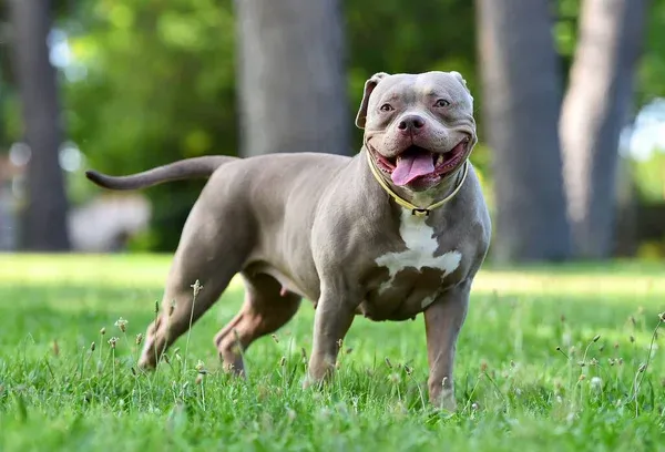 Gray American Bully dog stands on green grass tongue out smiling white chest blurred trees