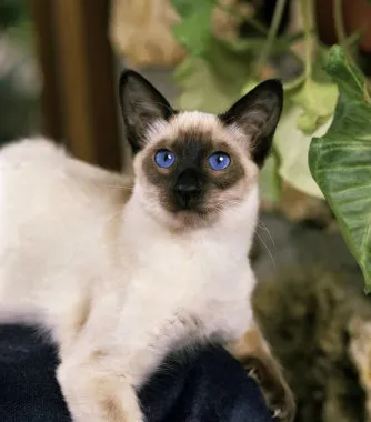 Cream colored Balinese cat with dark brown points and striking blue almond shaped eyes rests