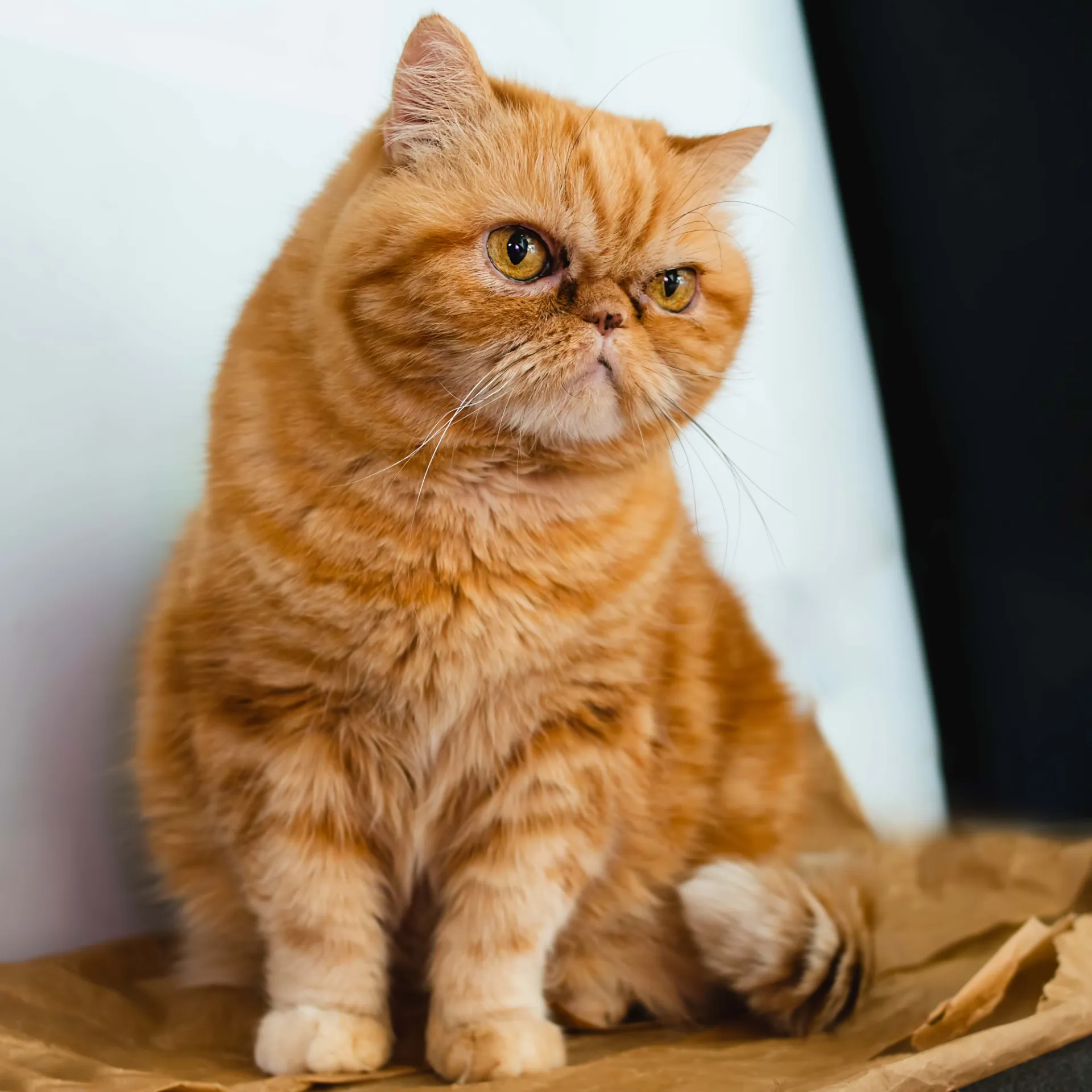 Orange Exotic Shorthair cat with a flat face and golden eyes sits on brown paper