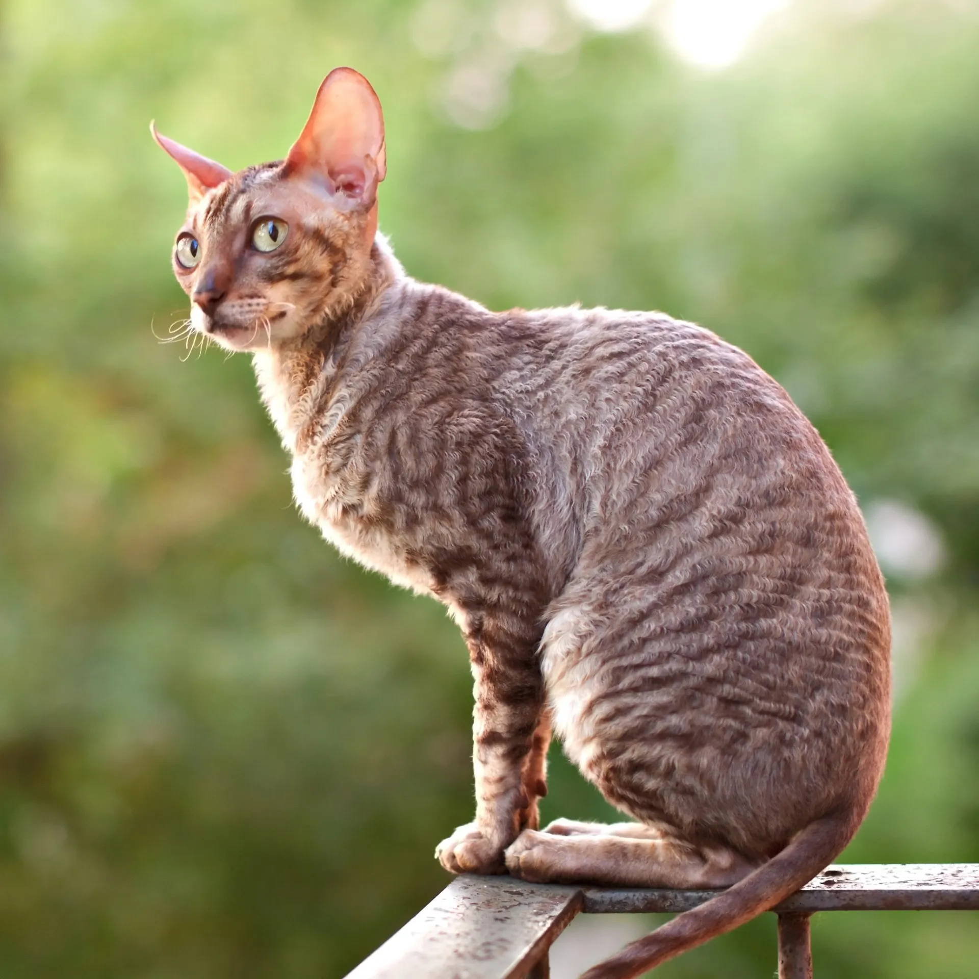 A brown tabby Cornish Rex cat with large ears sits on a railing looking left Cornish Rex