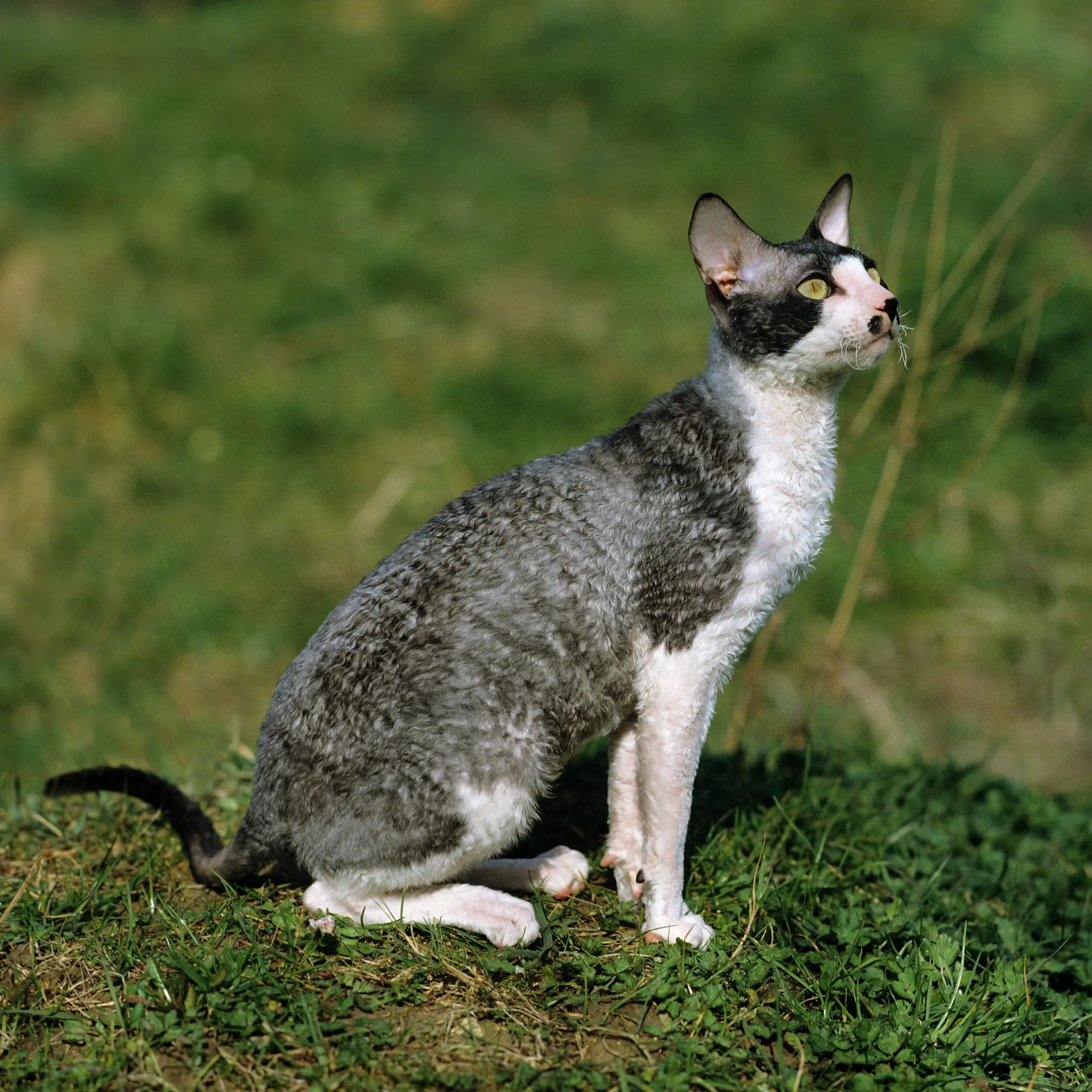 A grey and white Cornish Rex cat with curly fur sits on green grass looking up Cornish Rex