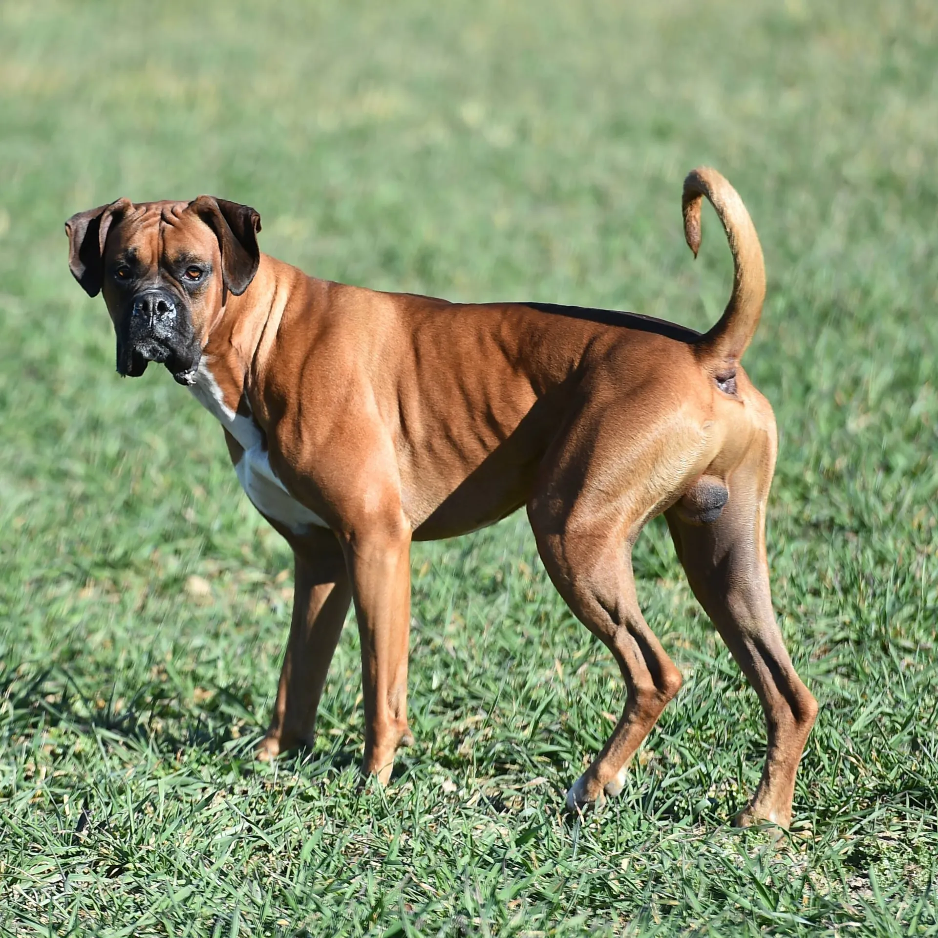 Brown Boxer dog stands on green grass looking back with its tail curled up