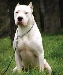 White Dogo Argentino dog with cropped ears and a chain collar sitting on green grass