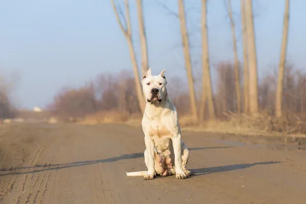 Muscular white Dogo Argentino dog with cropped ears standing outside