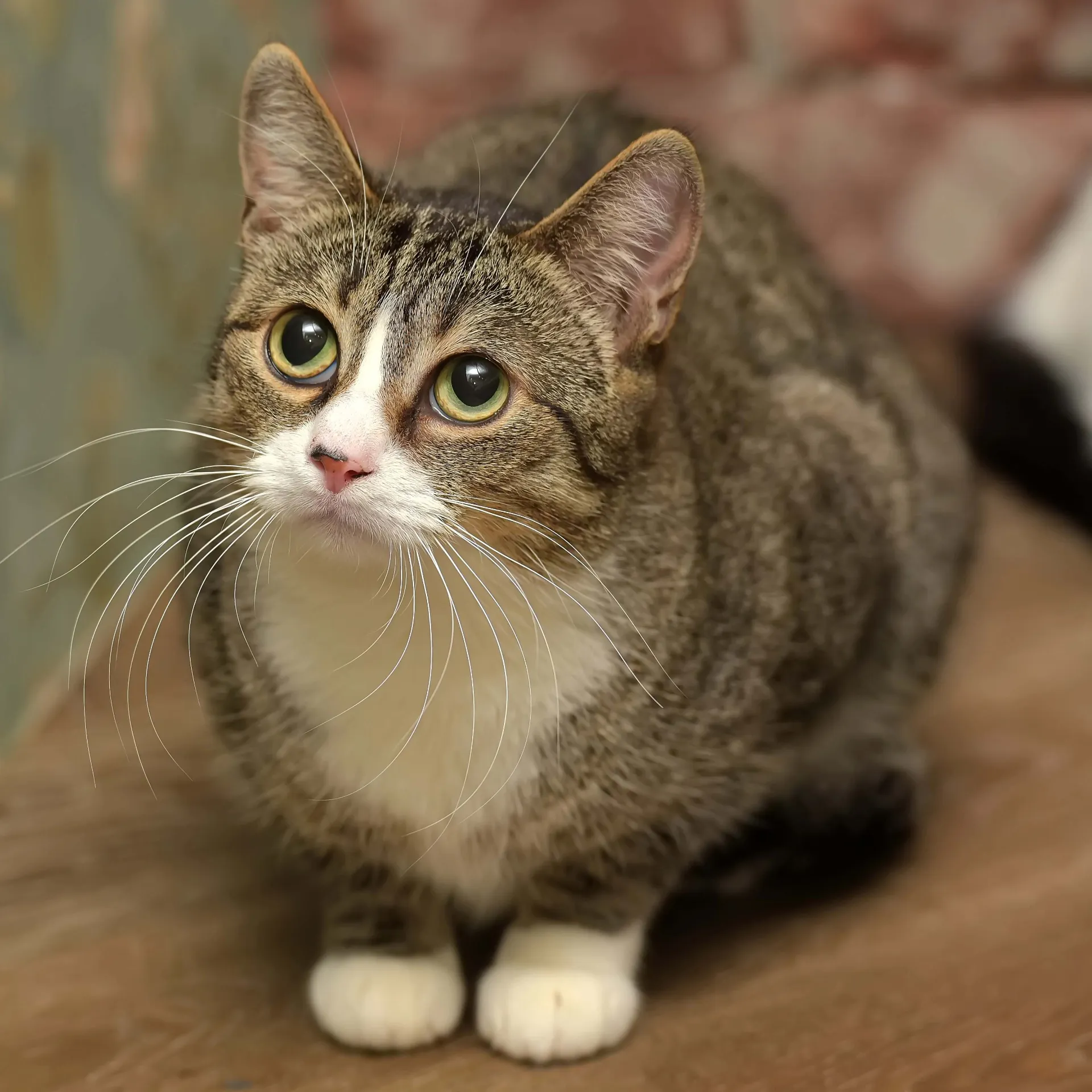 Brown tabby and white cat with large round eyes looks up with an inquisitive expression