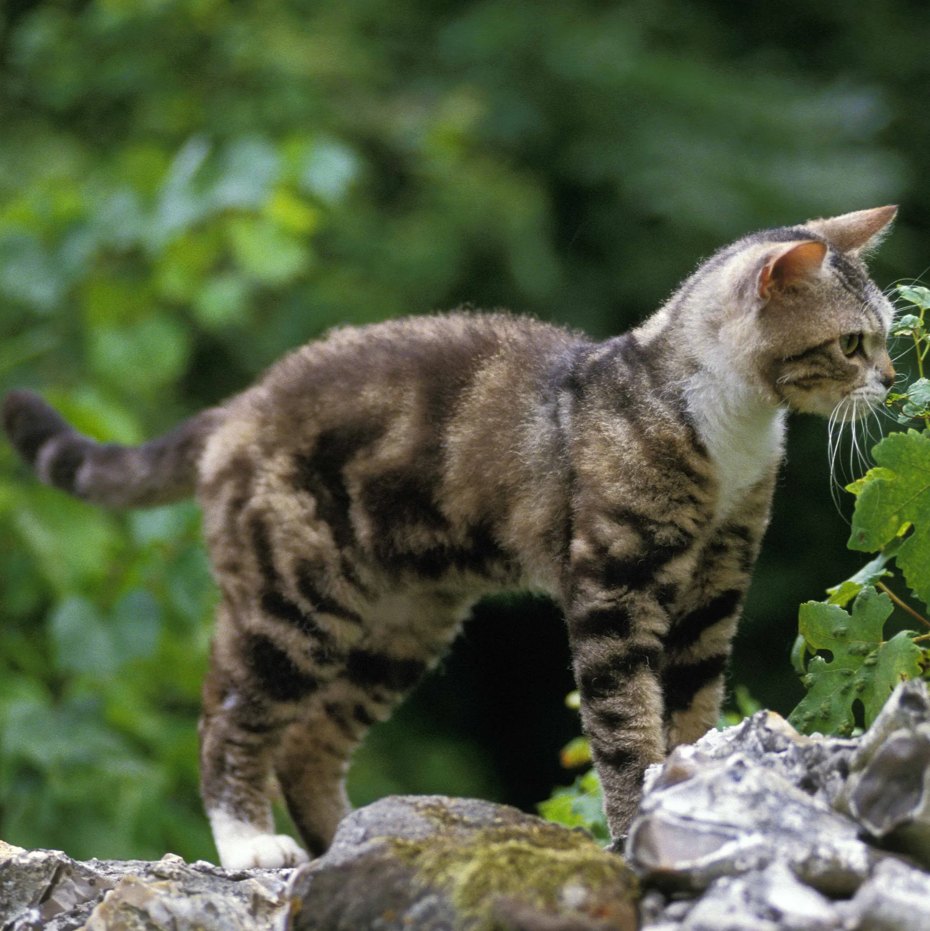 Brown and black tabby cat with a white chest stands on mossy rocks near green foliage