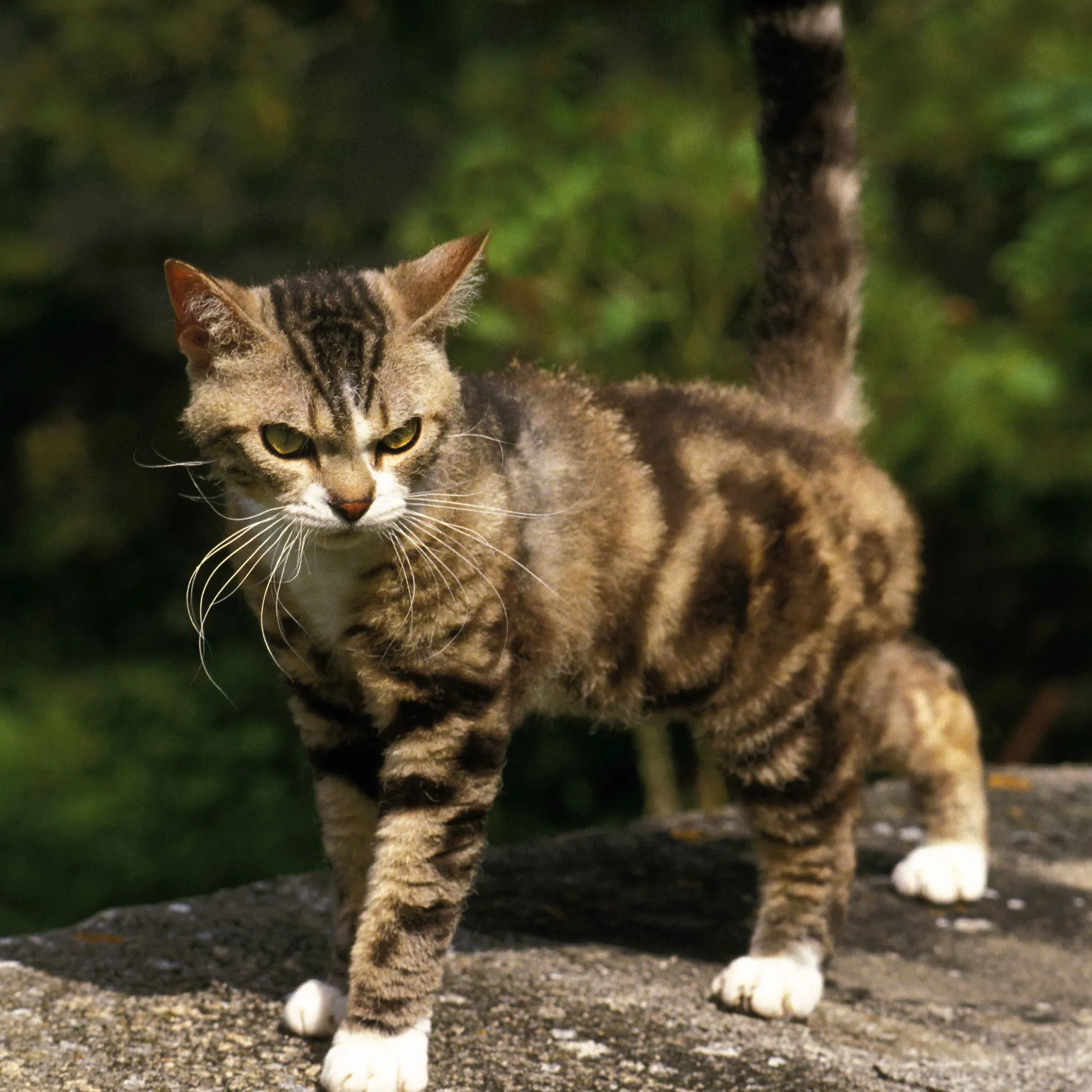 Tabby cat with wiry fur and white paws stands on a stone surface against a blurred green background