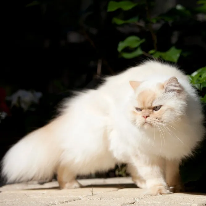 A fluffy white Himalayan cat with light tan points and blue eyes stands on a stone surface