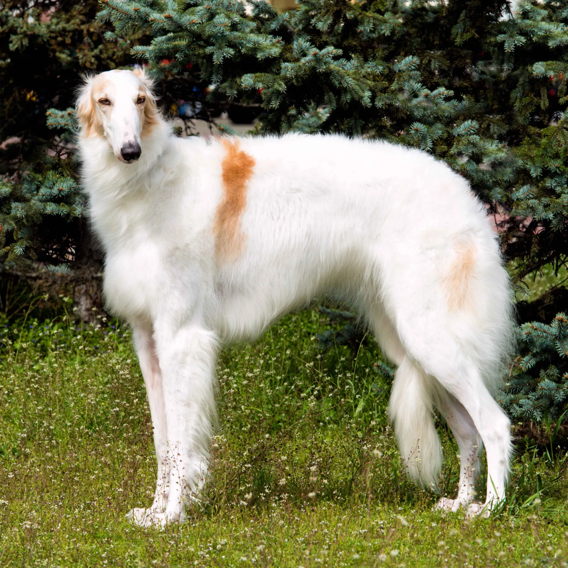 White Borzoi dog stands on green grass looking left with dark green bushy trees in the background