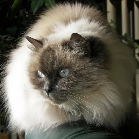 A fluffy Himalayan cat with blue eyes and dark face and ears looks to the left Himalayan Cat