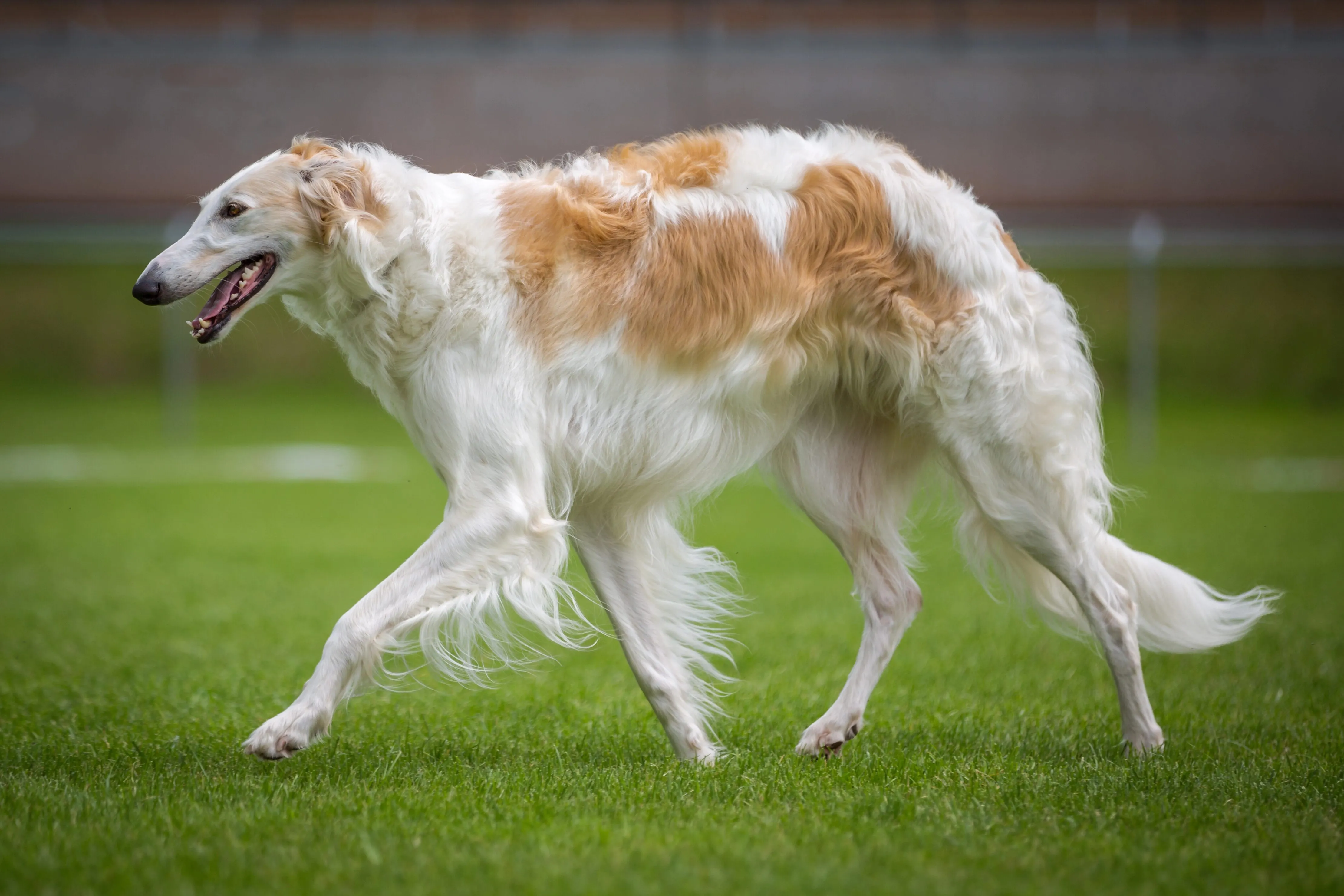White tan Borzoi dog walks on green grass looking right with open mouth and a Green background