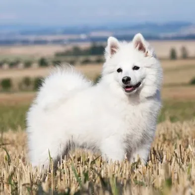 Small fluffy white German Spitz dog stands smiling in a field of dry grass