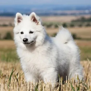 Fluffy white German Spitz dog with pointed ears stands in a dry grassy field
