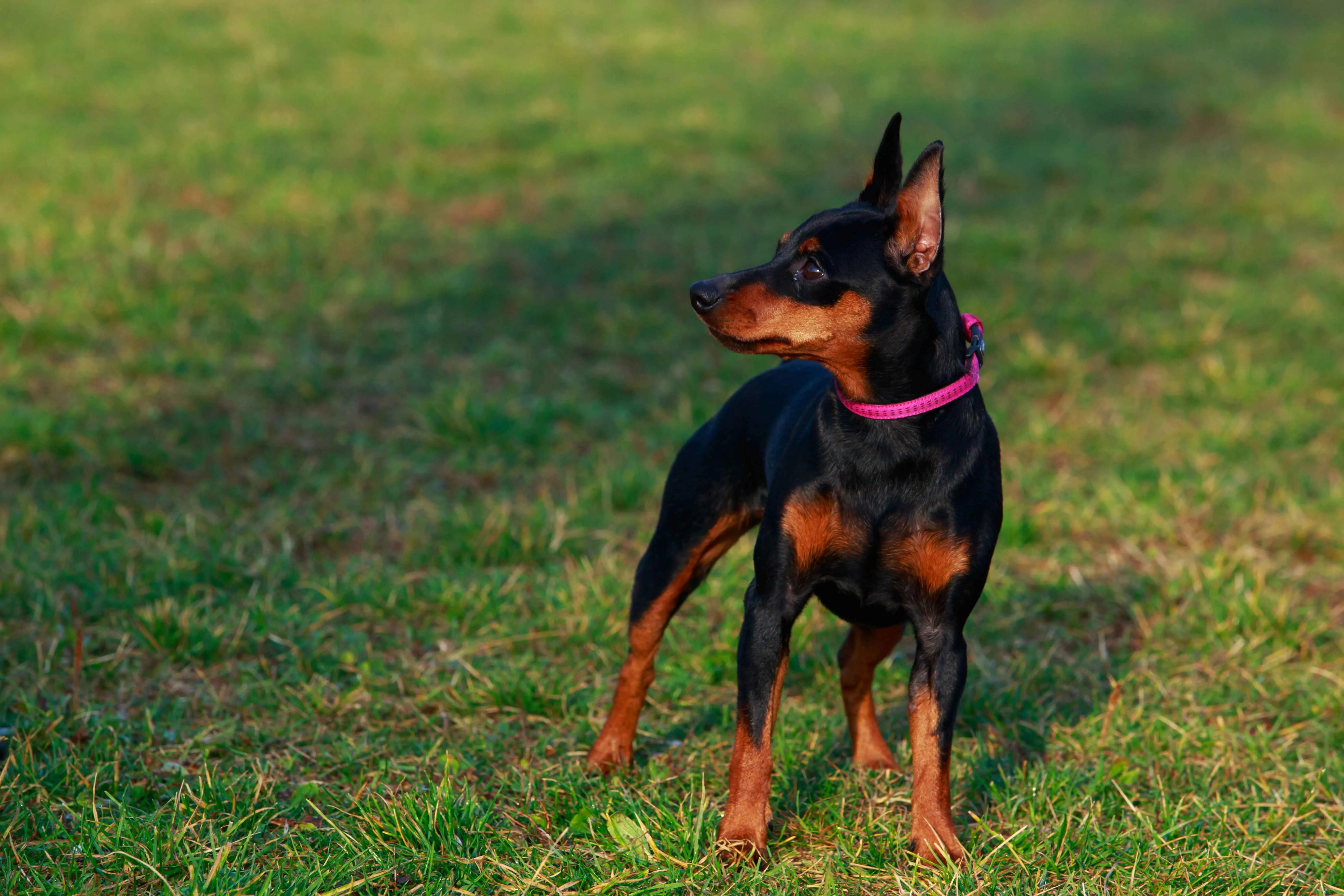 Black and tan dog with pointed ears and a pink collar stands on green grass
