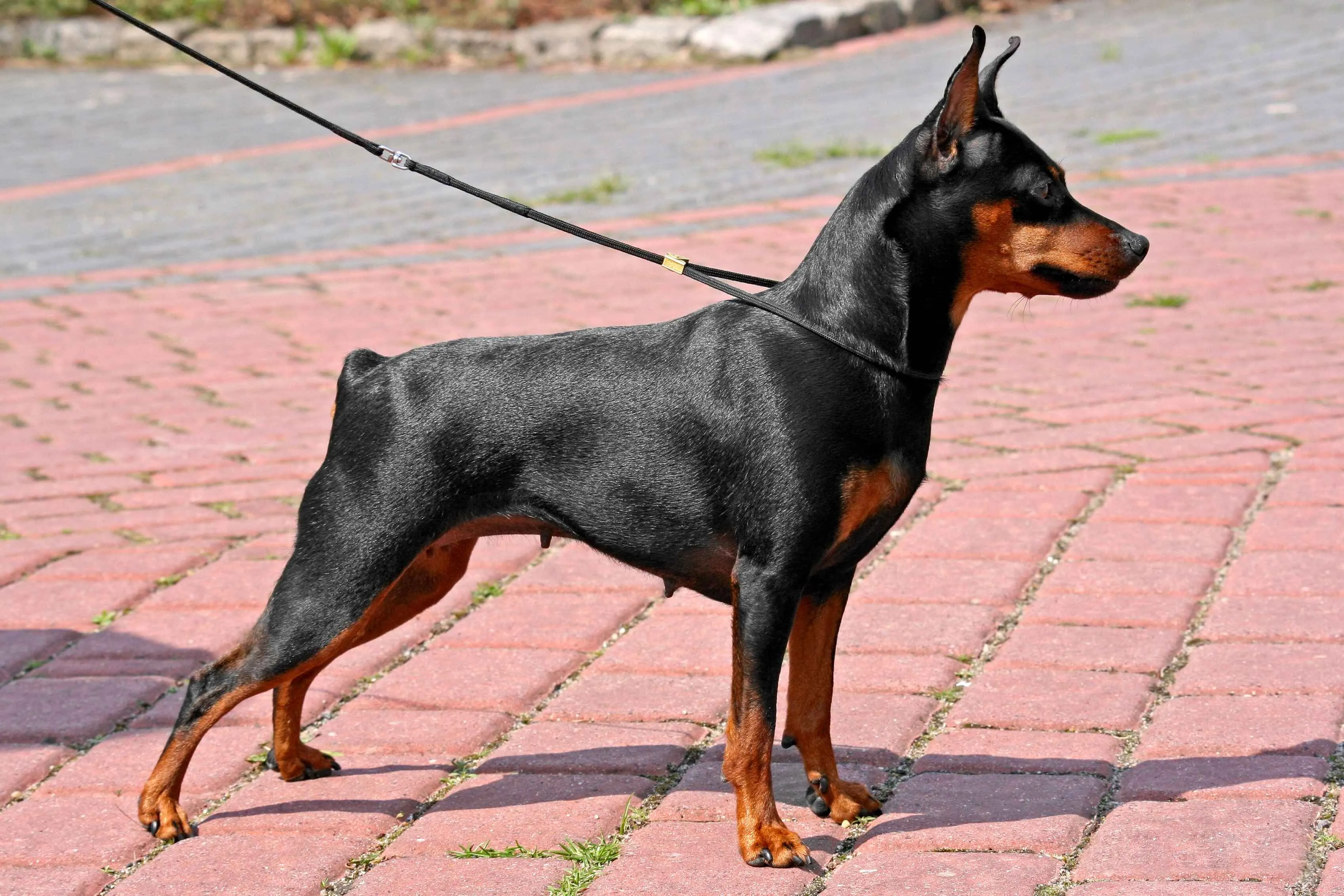 Black and tan dog with cropped ears stands on a brick surface with a leash